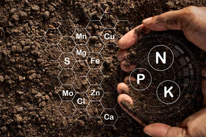 NPK Fertilizers